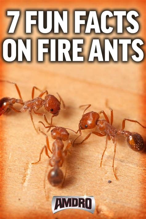 fire ants information for kids